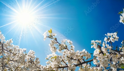Wallpaper Mural Branches of blossoming cherry macro with soft focus on gentle light blue sky background in s Torontodigital.ca