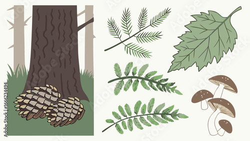 Forest nature elements collection with tree trunk, pine cones, various leaves, and mushrooms. Botanical vector set.