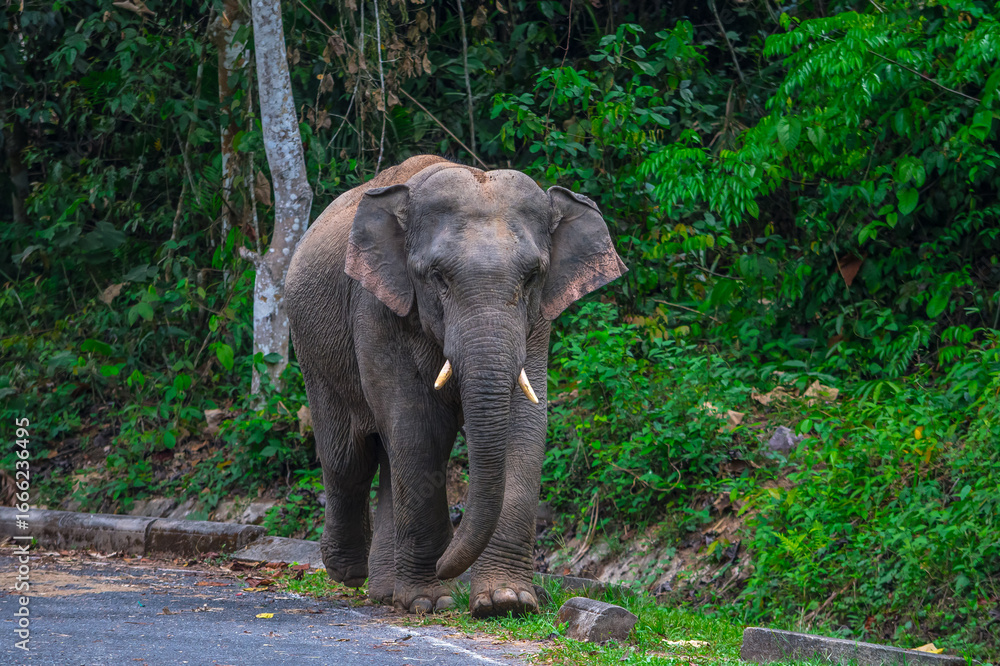 Fototapeta premium Its body is gray, its snout is called the trunk. The trunk of the Asian elephant has only one beak. Nakhon Ratchasima, Thailand.