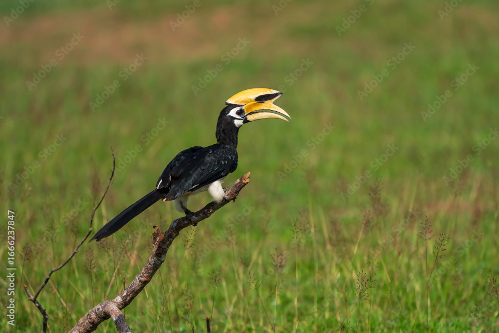 Fototapeta premium The bill and large hump are yellow. The face is black. The throat is white or yellowish-white. The body is black. The wings are black with a wide yellow stripe running down the middle of the wings. 