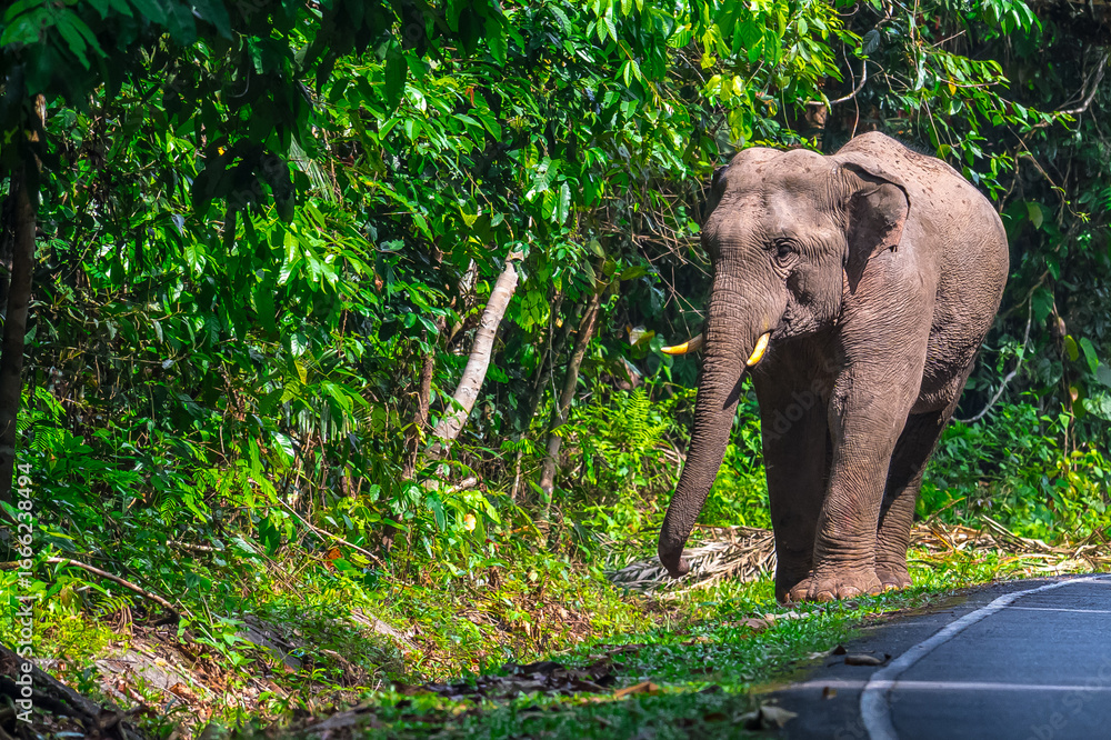Fototapeta premium Its body is gray, its snout is called the trunk. The trunk of the Asian elephant has only one beak. Nakhon Ratchasima, Thailand.