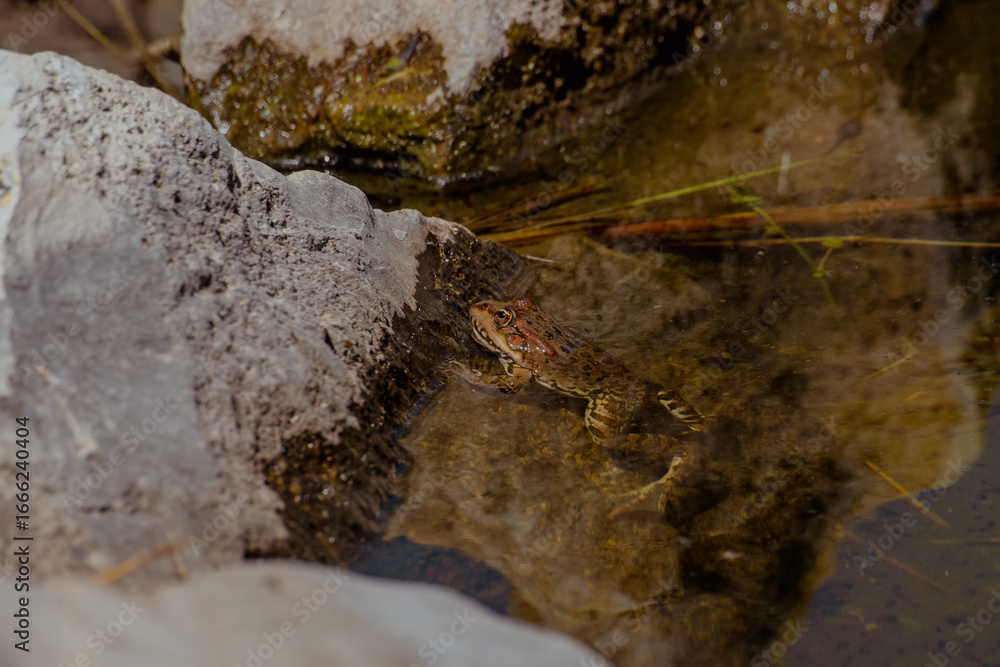 Fototapeta premium A small brown frog sits on a rock near clear water in the Caucasus region. The environment features natural stones and reflections in the water.