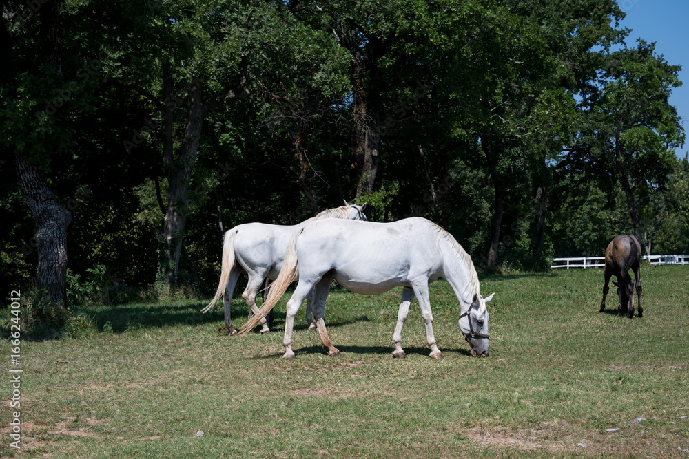 Obraz premium white horse and foal