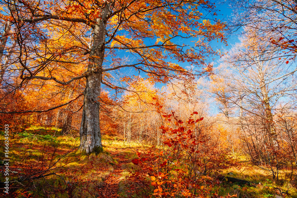 Fototapeta premium A magical autumn forest with multi-colored beech trees lit by the sun. Discovery the beauty of earth.