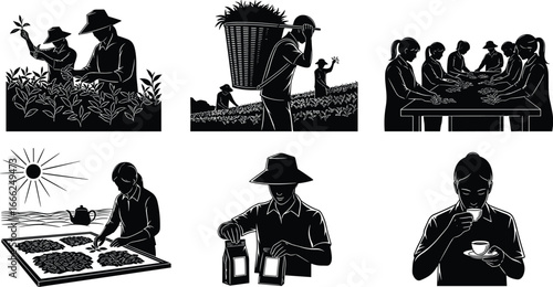 Farmers harvesting crops, carrying baskets, sorting produce, drying leaves under sun, packaging products, enjoying tea, agricultural teamwork, sustainable farming process, rural life