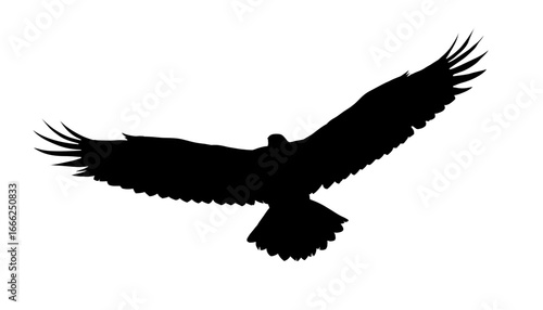 Flying eagle silhouette - vector illustration	