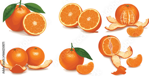 Fresh ripe tangerines, mandarins whole and sliced, citrus fruit with leaves, peel, segments, and blossoms isolated on white background.