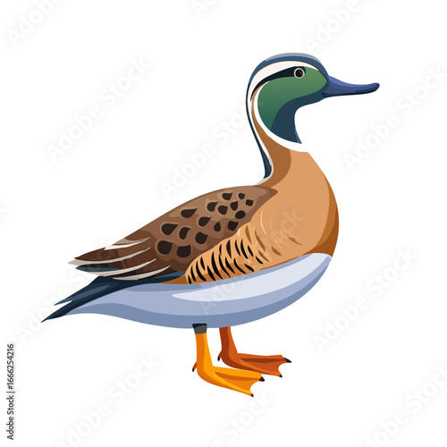 Colorful teal duck illustration wildlife waterfowl bird vector graphic nature image