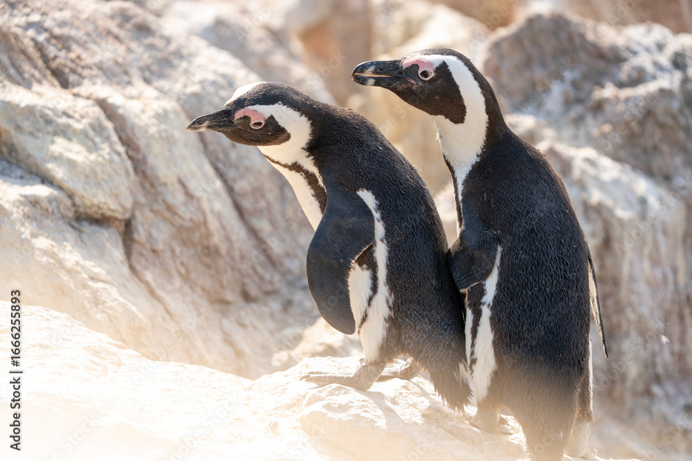 Obraz premium African Penguin Pair on the Beach in South Africa 