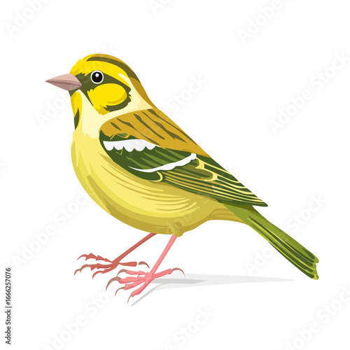 Detailed illustration of a yellow and green songbird perched against a plain black background.