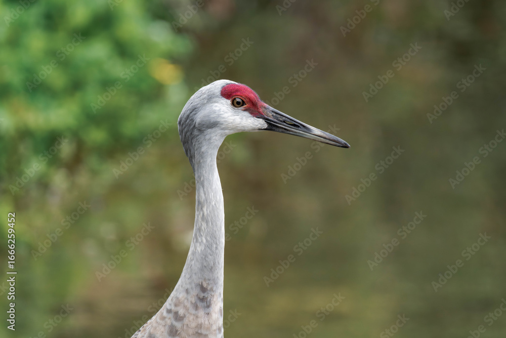 Obraz premium Sandhill crane (Antigone canadensis) in British Columbia, Canada during daytime.