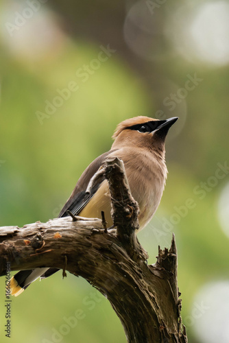 Cedar waxwing (Bombycilla cedrorum) perched on a tree in British Columbia, Canada. 