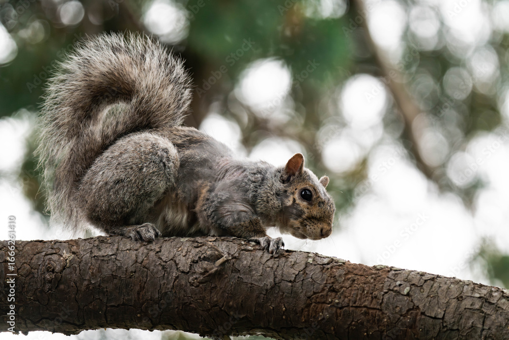 Eastern gray squirrel (Sciurus carolinensis) in British Columbia, Canada. Eastern gray squirrel (Sciurus carolinensis) in British Columbia, Canada.