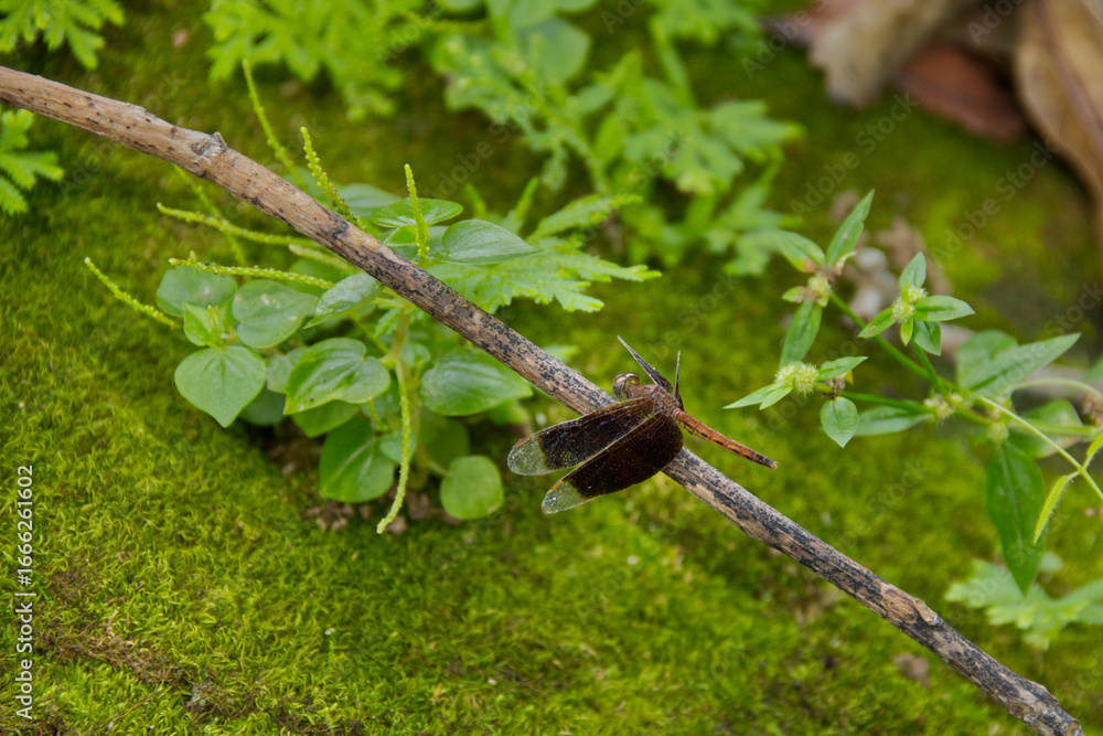 Fotografie dragonfly on a branch, Cambodia