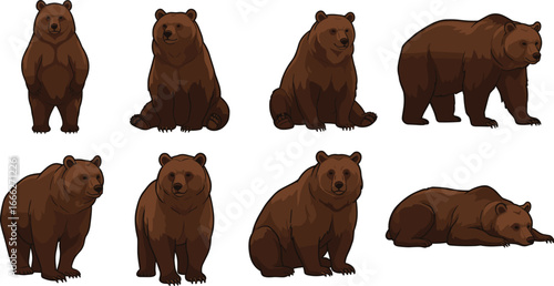 Illustration of brown bears in various poses, standing, sitting, laying down, wildlife animal drawing, nature, forest, mammal art