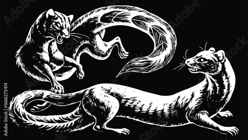 Two ferrets or weasels in a fierce confrontation
