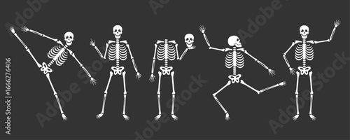 Festive dance of cute skeletons. Halloween and Dia de los Muertos. Vector illustration. 2