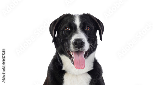 Happy black and white dog with open mouth and tongue out looking forward against white background