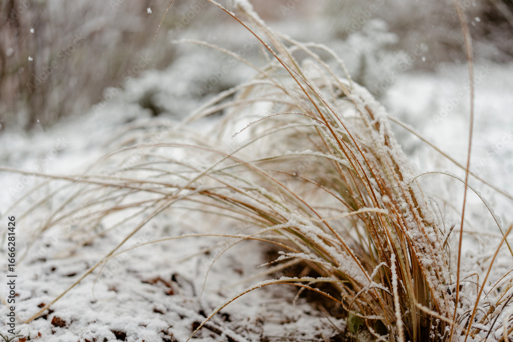 Fototapeta premium Yellowed grass under snowfall in forest, nature background