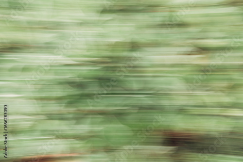 a picture of a green plant with strong motion blur