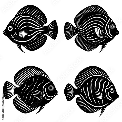 Illustration of four black and white striped angelfish swimming in different directions on a white background