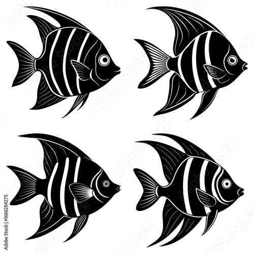 Four black and white striped angelfish swimming in different directions on a white background art design