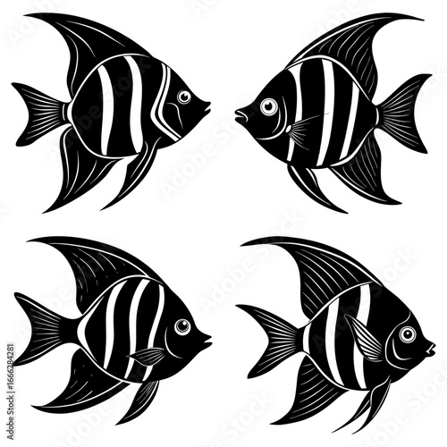 Four black and white striped angelfish swimming in different directions on a white background design vector