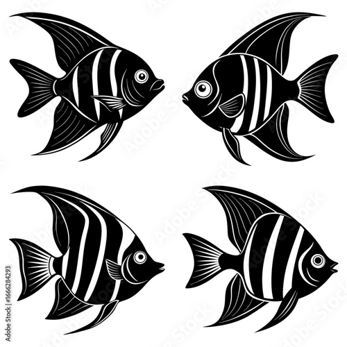Four angelfish in black and white with striped patterns swimming in different directions on a white background