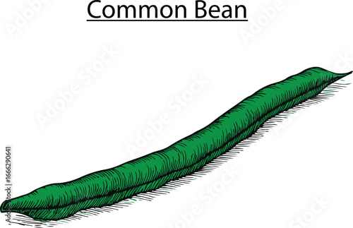 Common Bean Hand Drawn Vector Illustration – Vintage Botanical Legume Sketch