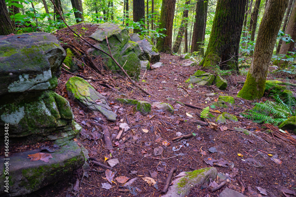 Fototapeta premium Boulders and trees on a mountainside in the rough terrain of Savage Gulf State Natural Area in Tennessee, part of the Cumberland Plateau