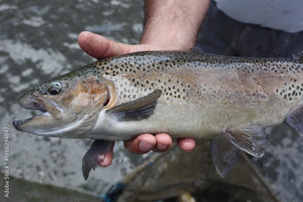 Obraz premium fish on the hook