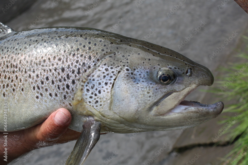 Obraz premium fish on the hook