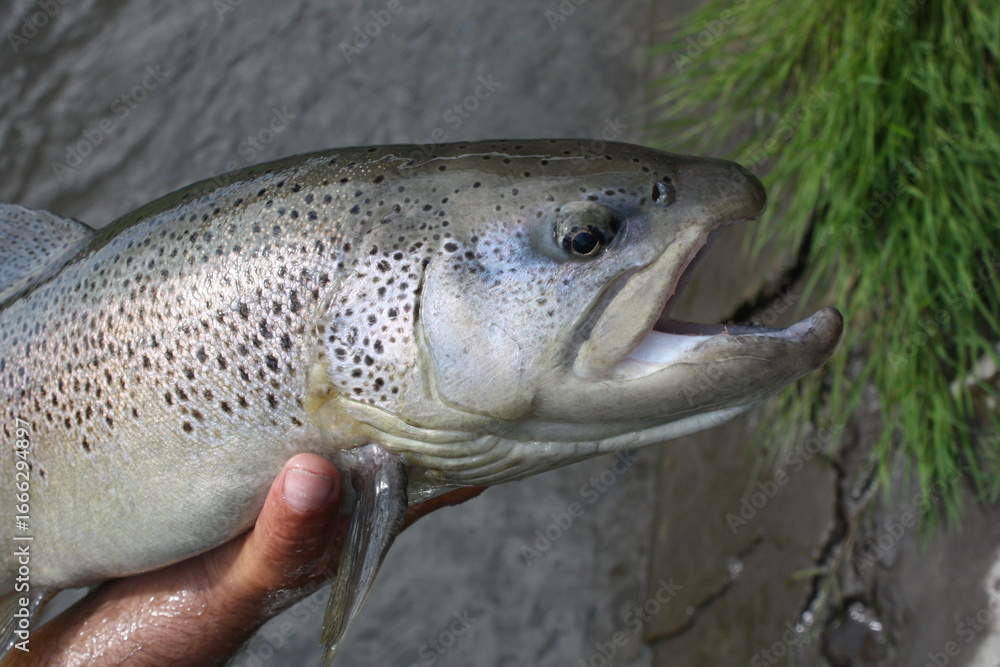 Obraz premium fish on the hook
