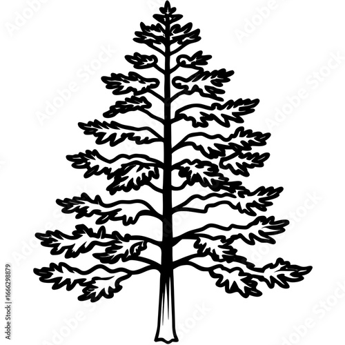 Ponderosa Pine line art vector