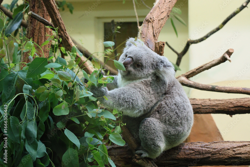 Obraz premium A cute koala sitting on a tree branch, surrounded by green leaves, resting peacefully in its natural habitat.
