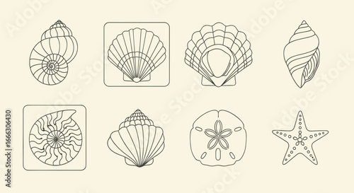Collection of seashell and starfish line art illustrations on beige background.