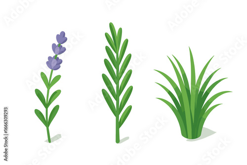 Isometric plant icon set with lavender, rosemary, and ornamental grass. Vector illustration of companion and accent plants. Botanical herb and garden elements in modern flat style.