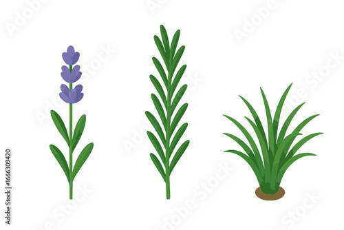 Isometric plant icon set. Flat vector illustration of lavender, rosemary, and ornamental grass. Botanical collection for garden design, herbal medicine, and aromatherapy concepts.