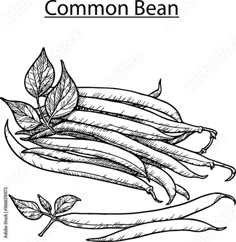 Common Bean Hand Drawn Vector Illustration – Vintage Botanical Legume Sketch