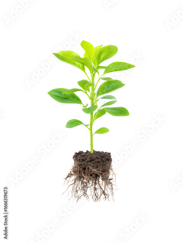 A young plant with roots and leaves growing from the soil
