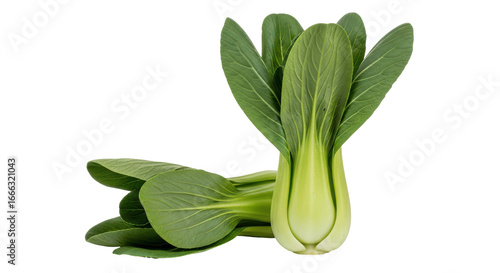 Photos Isolated Bok choy