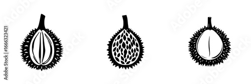 Durian fruit illustrations showing different stages of the fruit with its unique exterior and distinct seeds