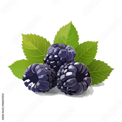 Illustration of three blackberries with green leaves on black background summer harvest healthy eating nutritious snack