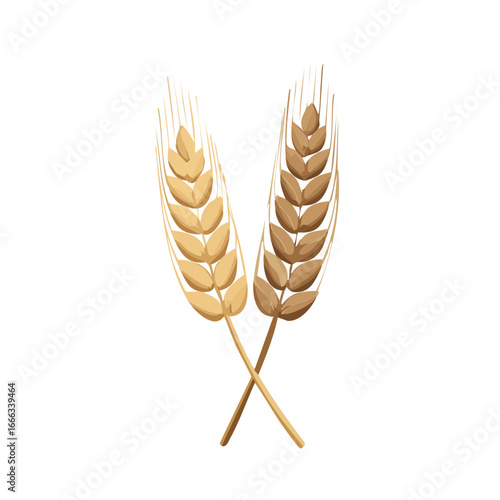 Crossed wheat ears illustration, golden agriculture crop on dark backdrop, grain symbol of harvest and rural farm fields