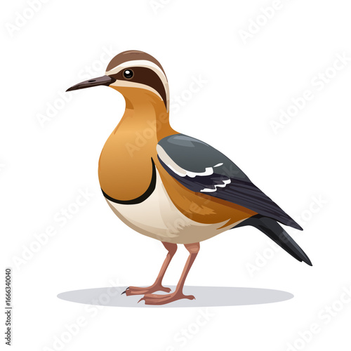 Elegant waterfowl illustration showcasing the Rufous-necked Stint with unique feather details and isolated against a black background.