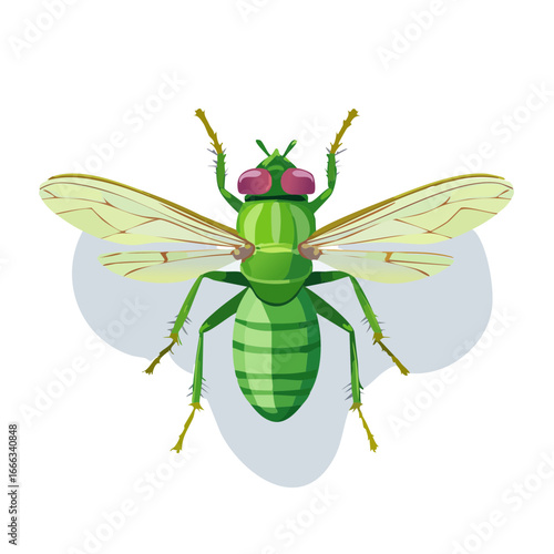 Green long legged fly with translucent wings illustration for print or digital usage. Detailed arthropod insect on black backdrop.