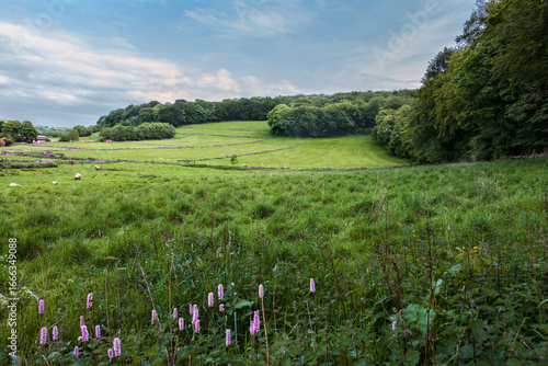Fototapeta Grin Low Woods in the Buxton Country Park, Derbyshire, England