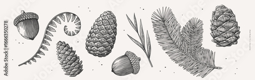 Hand-drawn botanical illustration of pinecones, acorns, and foliage in vintage engraving style. Nature and forest elements concept. Design for poster, banner, greeting card, invitation, postcard.