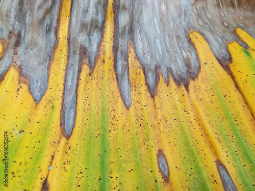 Dried banana leaf form unique pattern.