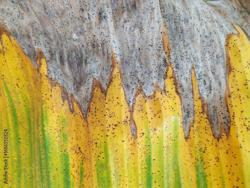 Dried banana leaf form unique pattern.
